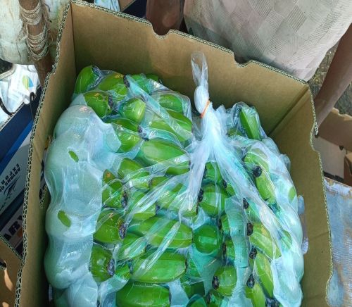 A Grade Unripe Cavendish Green Banana, Packaging Size : 13 To 13.5kg