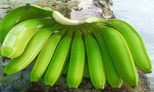 Organic Cavendish Green Banana, Packaging Size : 13 To 13.5kg
