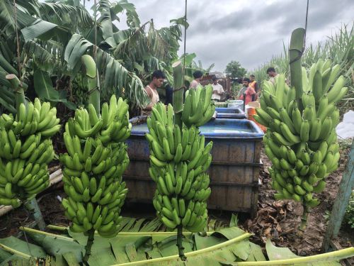 Fresh G9 Banana, Packaging Size : 13 To 13.5kg for Direct Consumption