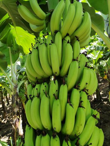 Fresh G9 Green Banana, Packaging Size : 13 To 13.5kg