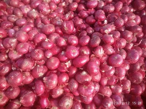 Fresh Red Onion, Brand Name : 4MAX