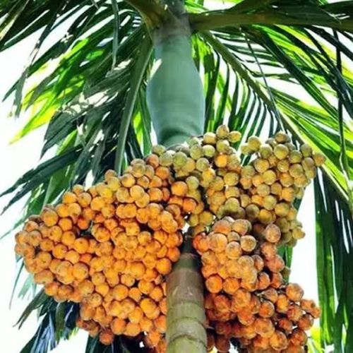 Fresh Packed Raw Local produce Areca Nut for Human Consumption