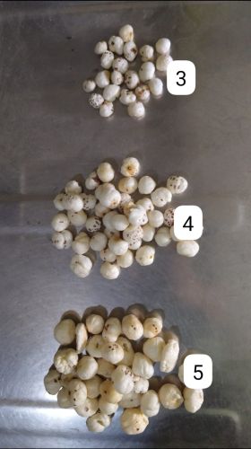 Phool Makhana for Ready To Eat, Shelf Life : 6 Months