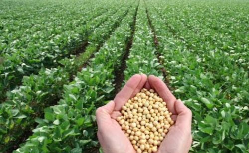 Soyabean, Color : Yellow, Weight : 500g