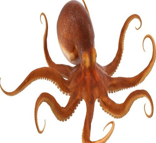 Octopus, Color : Brown Frozen, Freezing Process : Cold Storage