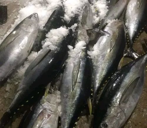 Tuna, Color : Shiny Silver Fresh, Frozen