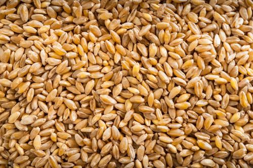 Durum Wheat for Flour, Food, Snacks, Cooking, Bakery Products