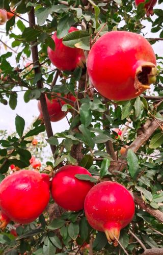Organic A Grade Fresh Bhagwa Pomegranate