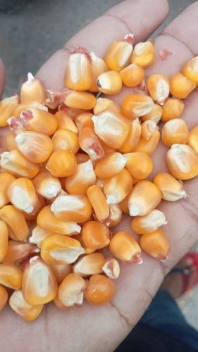 Maize Flakes, Color : Yellow, Weight : 500g for Breakfast Cereal