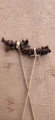 Dry Banana Stem, Speciality : Pesticide Free