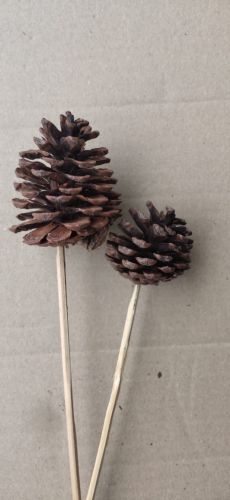 Pine Cones, Color : Brown, Packaging Type : Plastic Packets