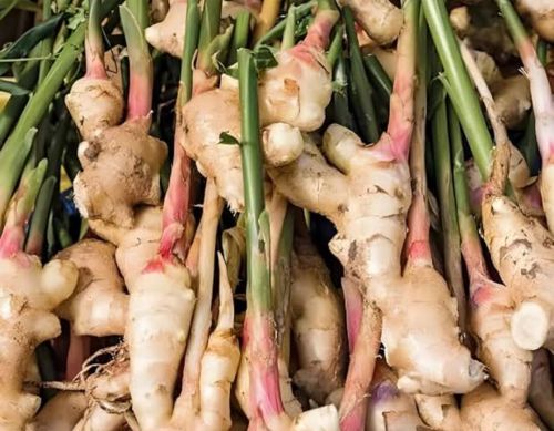 Fresh ginger, Color : Brown, Packaging Type : Loose for Cooking