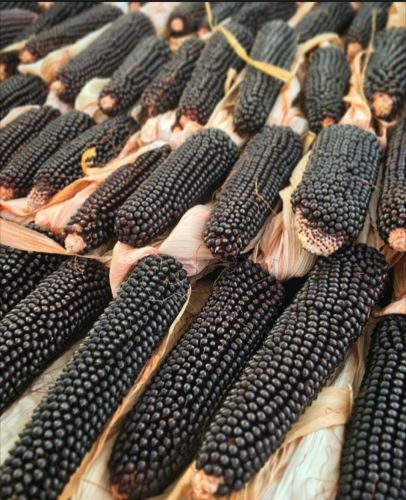 Organic Maize, Seed Type : Natural, Grade : Human Grade