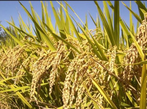 Organic Yellow Wheat Rice, Seed Type : Hybrid