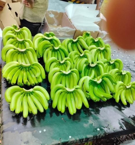 Fresh Banana Fruit, Color : Green, Taste : sweet