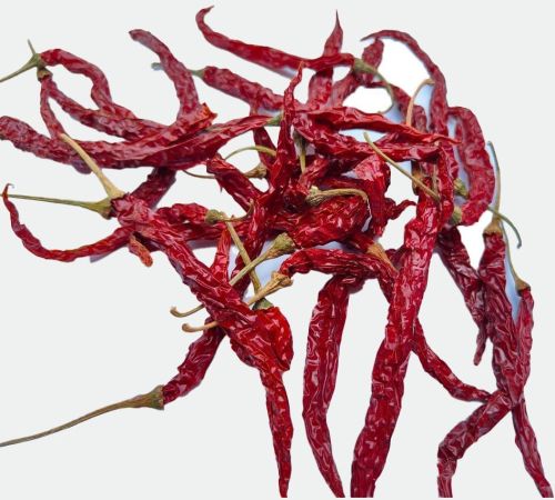 Syngenta 5531 Dry Red Chilli, Packaging Size : 5-25kg for Cooking