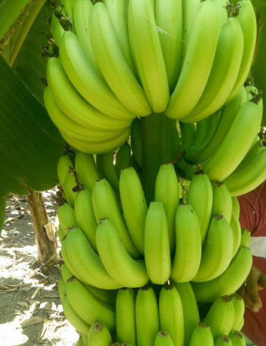 A Grade G9 Green Banana, Packaging Size : 5-25kg Corrugated Box