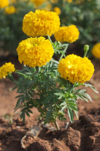 Marigold Flowers, Type Of Flowering Plant : Natural