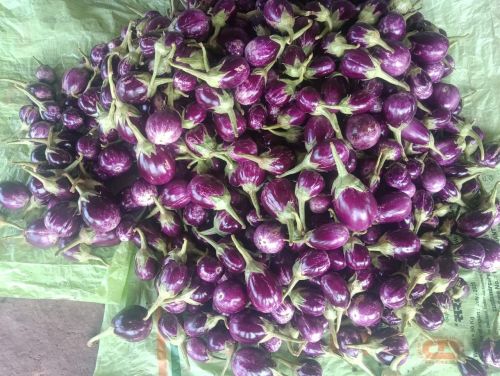 Brinjal, Packaging Size : 25Kg Plastic Bags