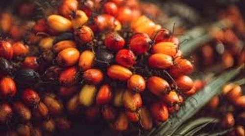 Palm Kernel Nut, Purity : 100%