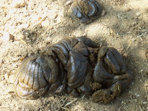 Fresh Desi Cow Dung, Color : Brown, Packaging Type : Loose
