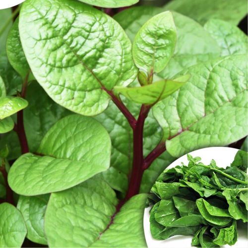 Organic Fresh Malabar Spinach Leaves, Packaging Size : 25Kg, 50Kg