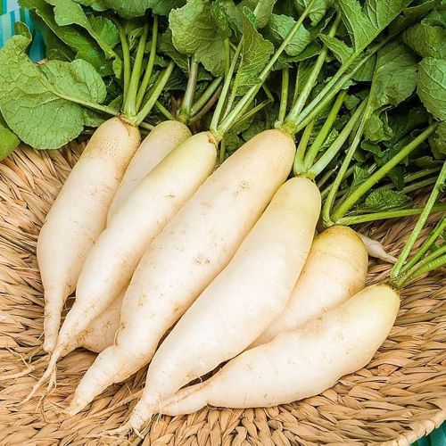 Organic Fresh White Radish Natrual for Cooking