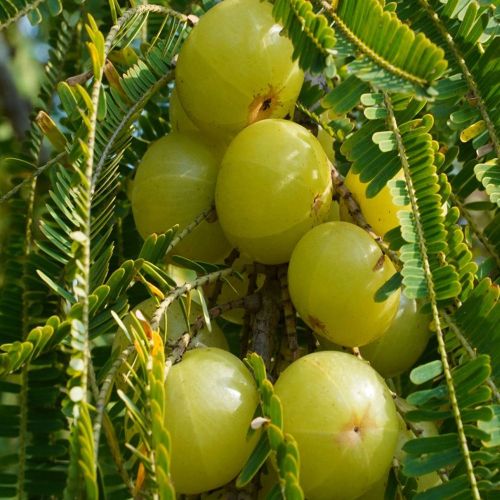 Phyllanthus Emblica for Food Medicine