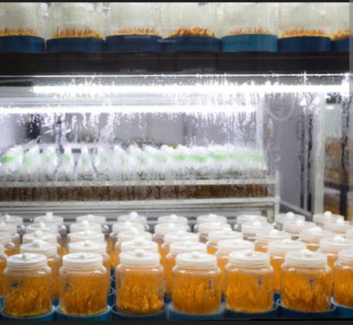 Cordyceps Militaris Mushroom, Color : Natural