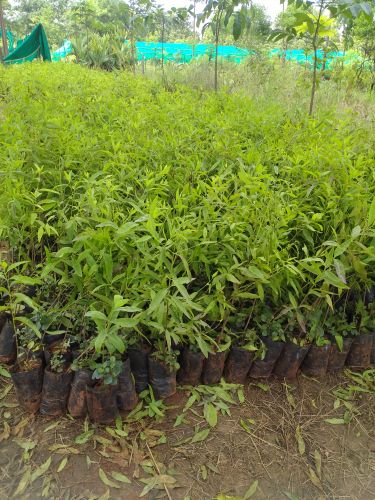 White Sandalwood Plant, Purpose : Gardening
