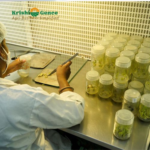 Plant Tissue Culture Lab Setup & Training