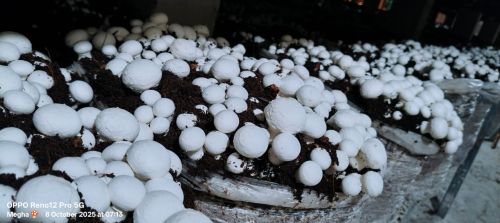 White Natural Button Mushroom Gunny Bag for Cooking