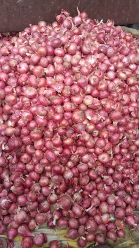 Red Onions, Cultivation Type : Organic Net Bag