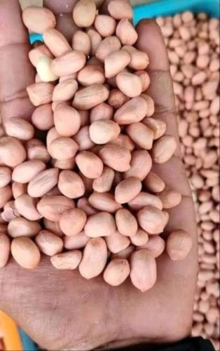Kernels Whole With Skin Edible Groundnut Seeds