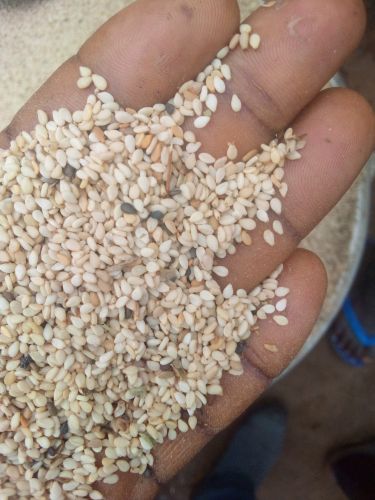 Food Grade White Sesame Seeds, Packaging Size : 50g, 100g, 500g