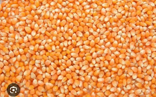 Organic Yellow Maize Fresh