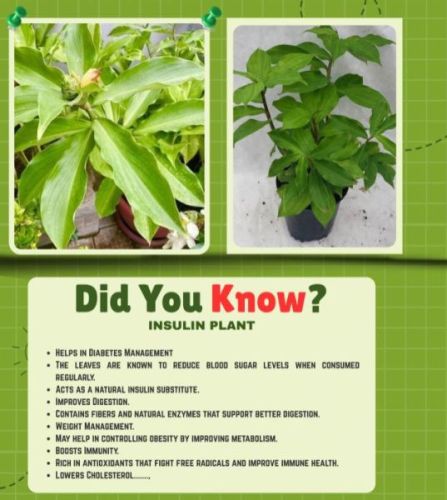 Red Sandalwood Plants