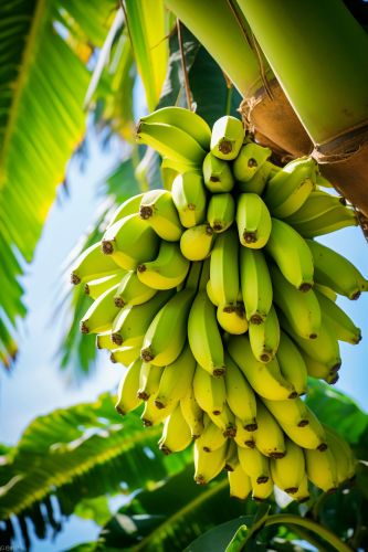 Green Fresh Cavendish Bananas, Packaging Size : 13.5kg