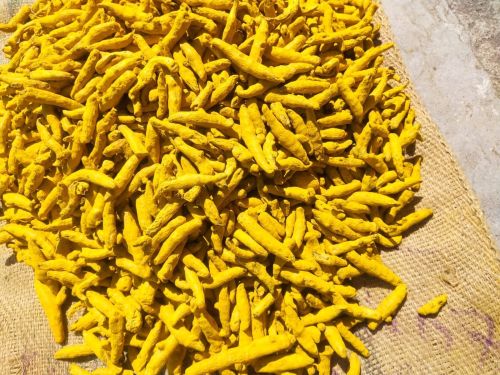 Bright Yellow Nizamabad Turmeric Finger, Packaging Type : Jute Bags