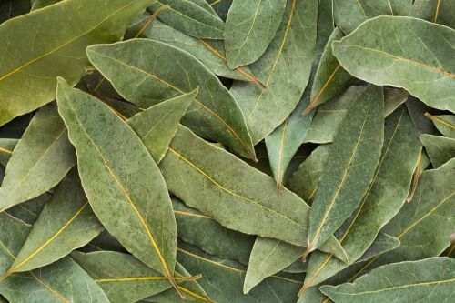 Green A Grade Organic Bay Leaves, Packaging Type : Sealed Bag
