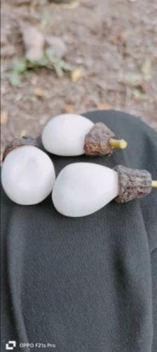 Natural White Bhilawa Seeds, Packaging Size : 50g for Health