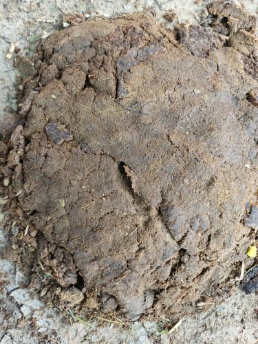 Cow Dung Cakes, Color : Brown, Packaging Size : 2 Kg, 5 Kg, 25 Kg