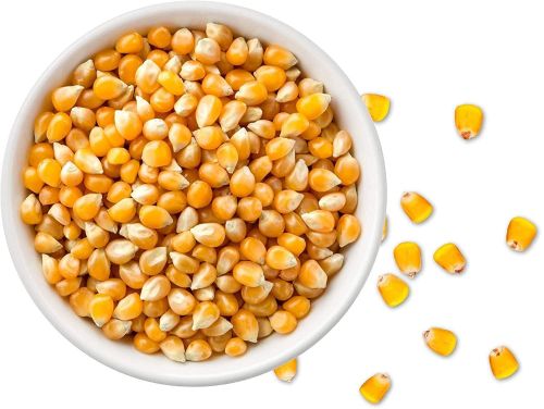 Yellow Indian Maize Seeds, Packaging Size : 25-50kg for Food Processing