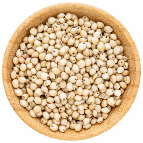 Indian Sorghum Seeds, Color : Creamy White, Purity : 90-98 %