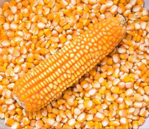 Natural Yellow Maize, Packaging Size : 50Kg