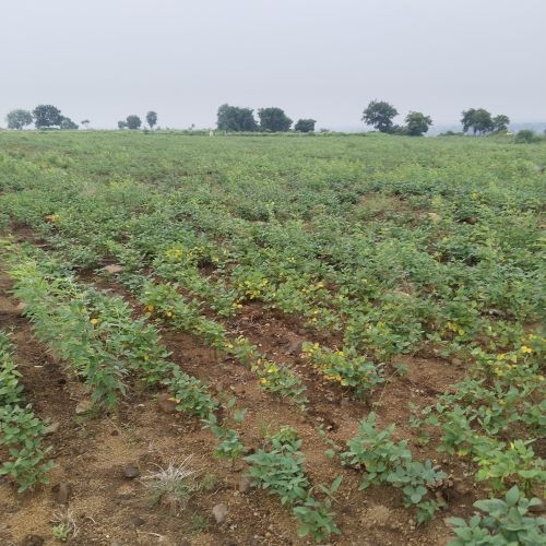 Provide Best Soyabean Seeds for Planting Cultivation