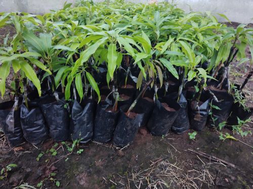 Natural Hapus Mango Tree for Garden, Outdoor, Plantation