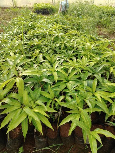 Organic Kesar Mango, Packaging Type : Crate, Carton