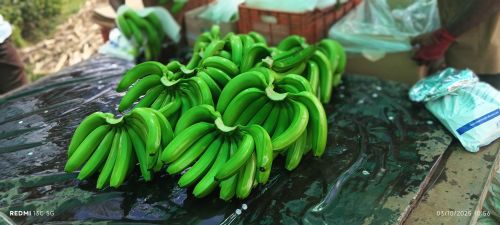 Fresh Banana Fruit, Color : Green, Taste : Sweet for Human Consumption