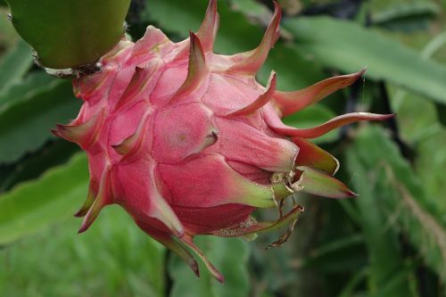 Red Common Dragon Fruit